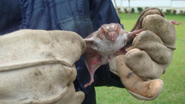 Investigación ambiental tras hallazgo de murciélago con rabia en Valdivia