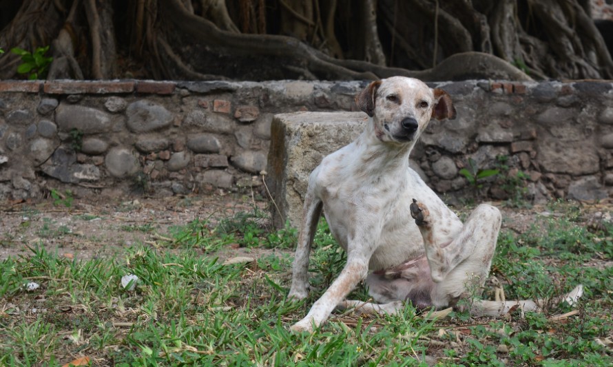 Qué hacer para evitar o tratar las pulgas en nuestras mascotas