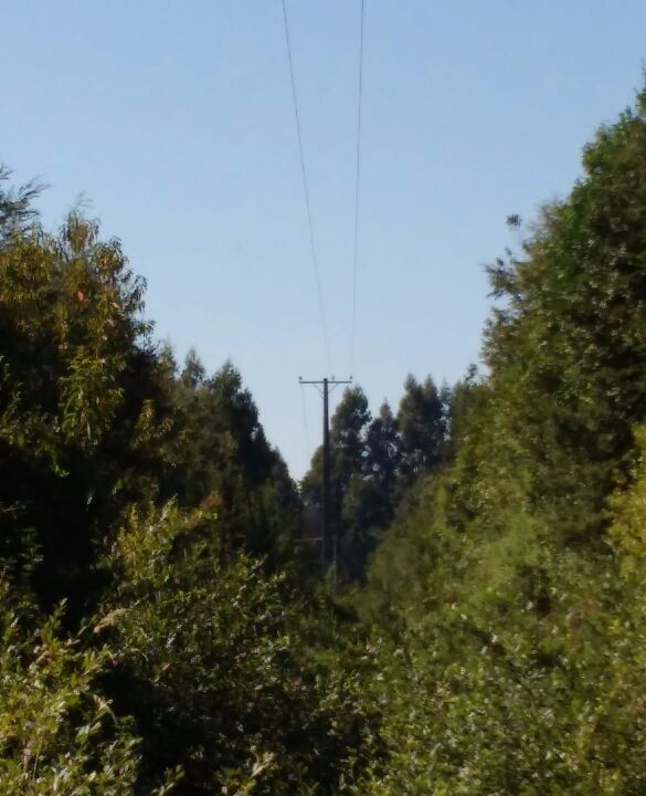 Líneas de media tensión cortadas mantienen sin energía a Futrono y sectores rurales de Paillaco