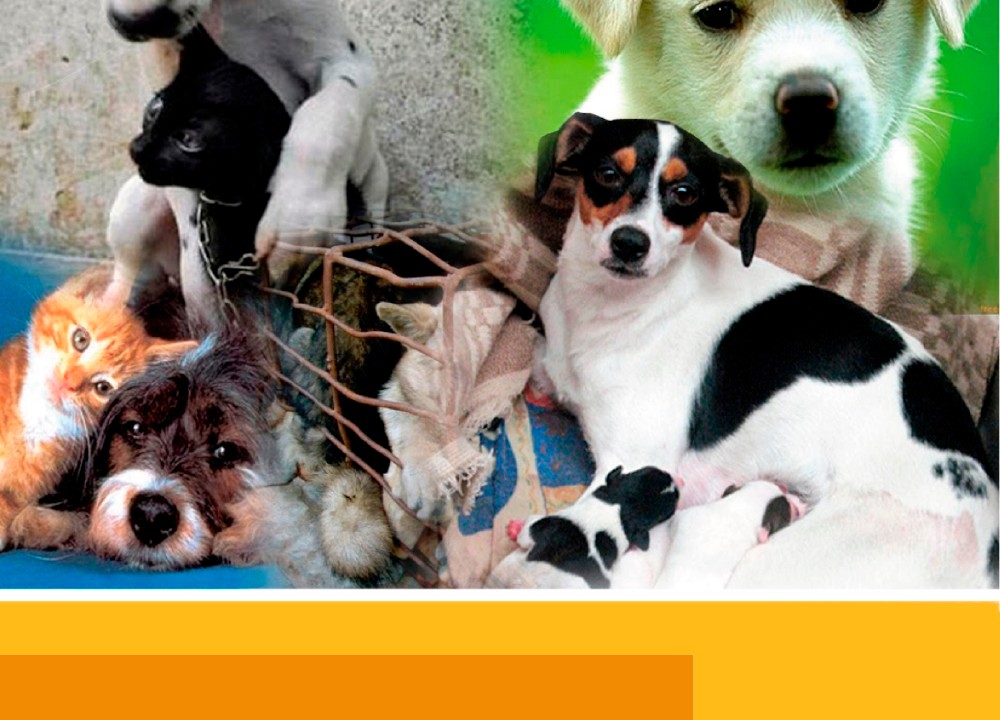 Municipalidad de Futrono inicia campaña gratuita de esterilización de mascotas